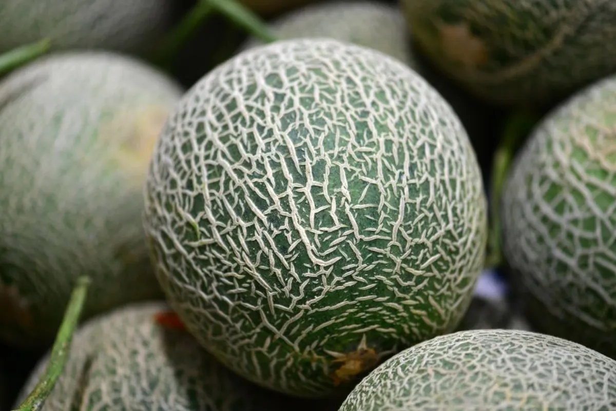 melon dessert