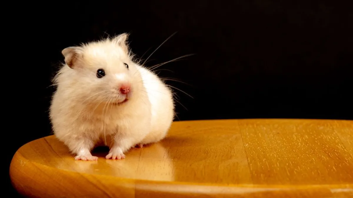 hamster melon