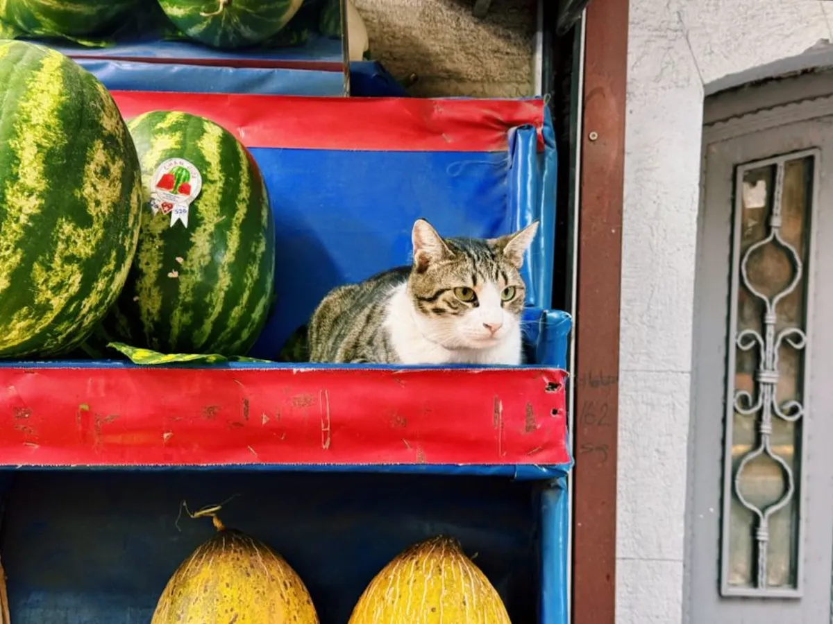 猫吃哈密瓜推荐指南