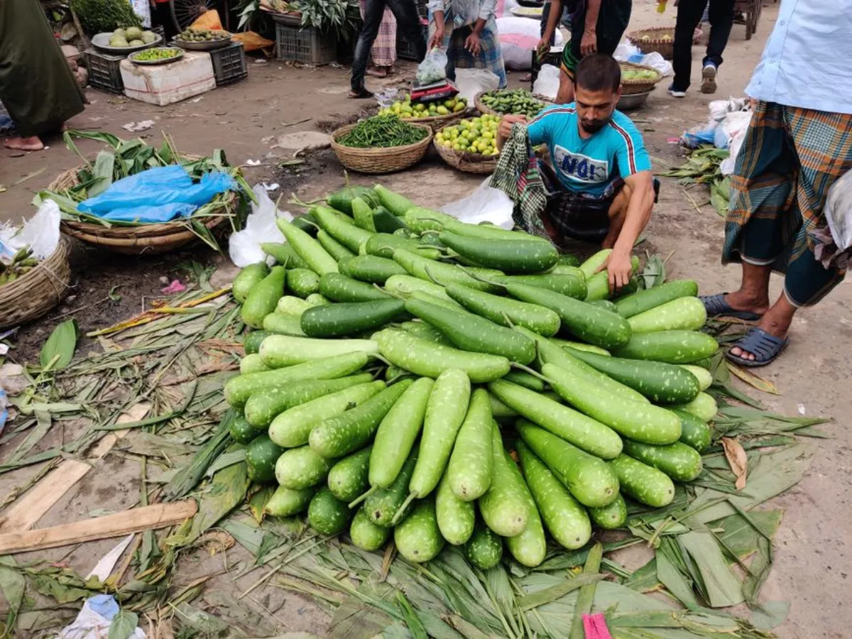 snake gourd