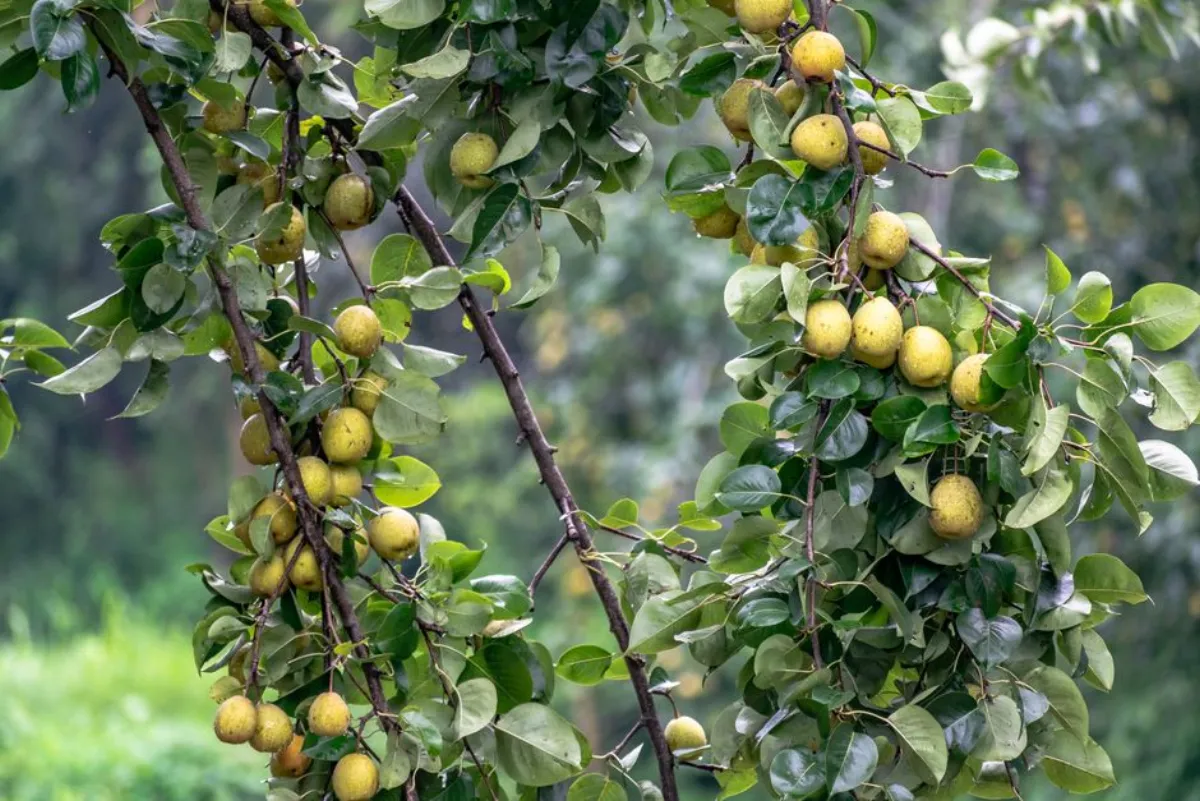 snow pear